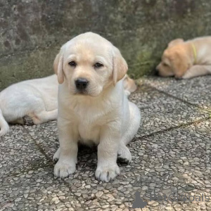 Фото №1. лабрадор-ретривер - купить в Бэклмма за договорная. Объявление №165329