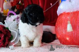 Фото №3. Линдос качоррос Caniche à venda.  Португалия