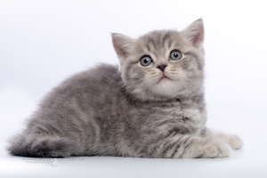 Фото №3. Британские котята - голубой пятнистый мальчик. Беларусь