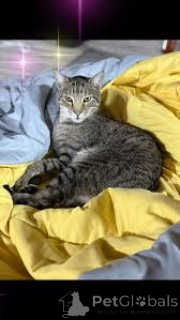 Фото №3. Оцикет-Kätzchen zu verkaufen. Франция