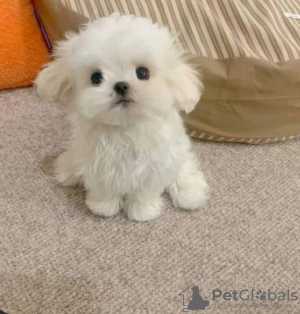 Фото №2 к объявлению №126686 о продаже мальтийскую болонку - купить в Польше 