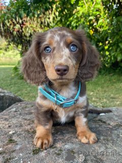 Фото №1. такса - купить в Берлине за договорная. Объявление №158003