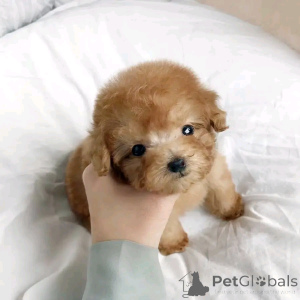 Фото №3. Щенки для игрушечных пудеров доступны для принятия.  Германия