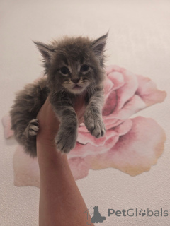 Фото №3. Котенок мейнкун. Великобритания