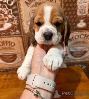 Фото №1.  - купить в Андерлехт за 69575₽. Объявление №162855