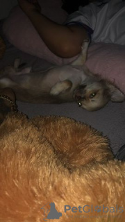 Фото №3. Chihuahua-Welpe.  Германия