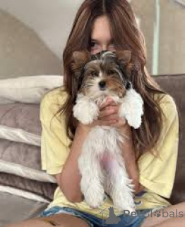 Фото №3. Прахтиге йоркширский терьер-щенок в кооперативе.  Бельгия