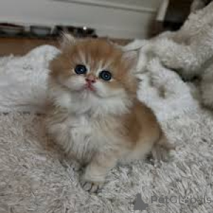 Фото №3. Экзотическая короткошерстная кошка-Kätzchen zu verkaufen. Финляндия