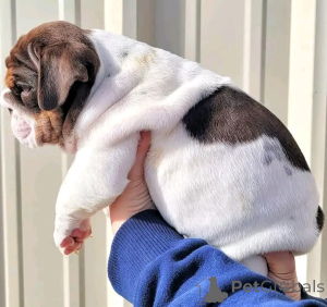 Фото №3. Englische Bulldogge Welpen Zur Усыновление.  Германия