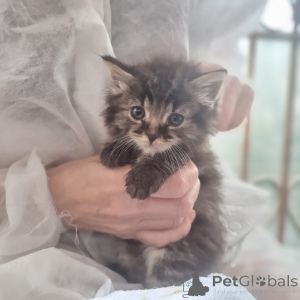 Фото №4. Продам  в Москве реке частное объявление - цена Бесплатно