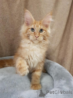 Фото №3. Идеальный котенок для всей семьи, котенок Мэн Кун с семейным древом. Германия