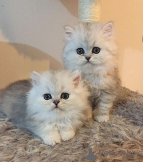 Фото №1. шиншилла кошка - купить в Айзлинген за 41745₽. Объявление №158832