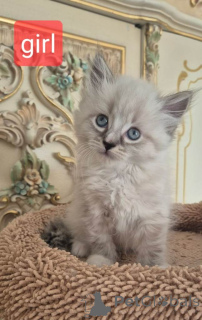 Фото №2 к объявлению №161382 о продаже сибирская - купить в США частное объявление