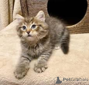 Фото №3. Chatons de Race Forêt Norvégienne à vendre.. Бельгия