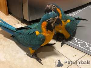 Фото №1.  - купить в Кадрица за договорная. Объявление №162982