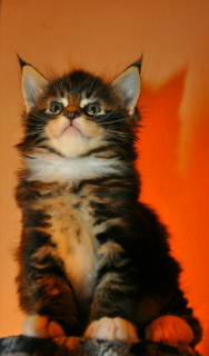 Фото №3. Породистый котенок мейн-кун. Россия