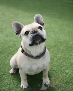 Фото №2 к объявлению №138590 о продаже французского бульдога - купить в Франции частное объявление