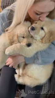 Фото №2 к объявлению №166576 о продаже золотистого ретривера - купить в Бельгии частное объявление, заводчик