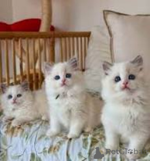 Фото №1. рэгдолл - купить в Хельсинки за 53805₽. Объявление №164621