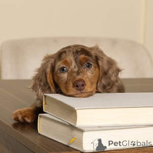 Фото №4. Продажа таксу в Хельсинки частное объявление, из приюта - цена 46384₽