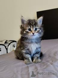 Фото №2 к объявлению №163256 о продаже норвежская лесная - купить в Швейцарии частное объявление, заводчик