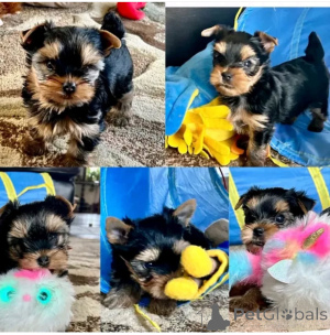 Фото №3. Sweet Yorkie Puppies на продажу 12 недель, у них есть выстрелы супер игривые.  Мальта