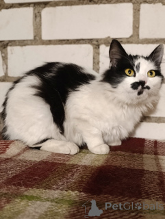 Фото №1.  - купить в Минске за Бесплатно. Объявление №164338