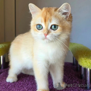 Фото №3. Продаются здоровые британские короткошерстные котята.. Великобритания