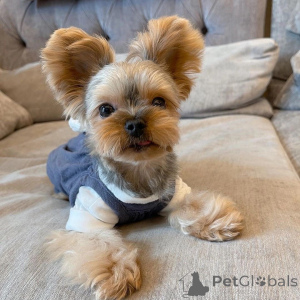 Фото №1. йоркширский терьер - купить в Alberobello за договорная. Объявление №157329