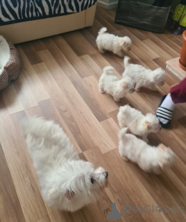 Фото №3. Bichon Frisé Puppy для усыновления..  Австрия