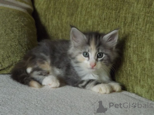 Фото №1. норвежская лесная - купить в Дженалёбниц за 32468₽. Объявление №148361