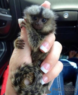 Фото №1.  - купить в Бахмаче за договорная. Объявление №161697