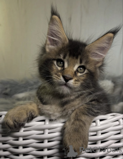 Фото №1. мейн-кун - купить в Белэр за 49427₽. Объявление №161720