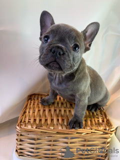 Фото №3. Adorable French bulldog Puppies for free adoption.  Германия