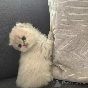 Фото №1. британская короткошёрстная - купить в Nerderstedt за 35251₽. Объявление №167256