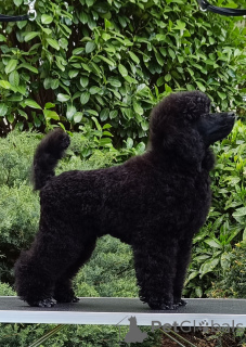 Фото №1.  - купить в Siófok за договорная. Объявление №167827