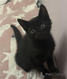 Фото №1. мейн-кун - купить в Амстердам за Бесплатно. Объявление №159204