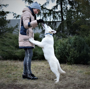 Фото №1. белая швейцарская овчарка - купить в Днипро за договорная. Объявление №4815