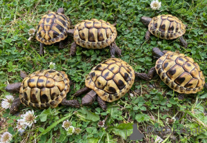 Фото №4. Продам  в Vienna заводчик - цена 9277₽