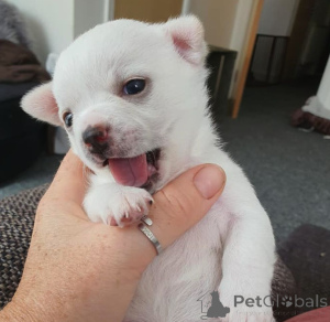 Фото №1. чихуахуа - купить в Генк за 46384₽. Объявление №159423