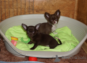 Фото №3. Шоколадные девочки г/ш , девочка д/ш, и мальчики пушистые шоколадные и.  Беларусь