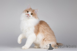 Фото №3. Пирожок - котик, который улыбается.. Россия