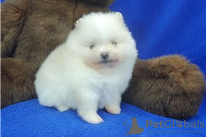 Дополнительные фото: Cute Pomeranian puppies for free adoption