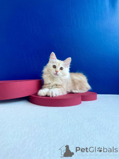 Фото №3. Кошка курильский бобтейл. Украина