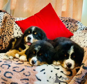 Фото №3. Cute Bernese Mountain puppies for free adoption.  Германия