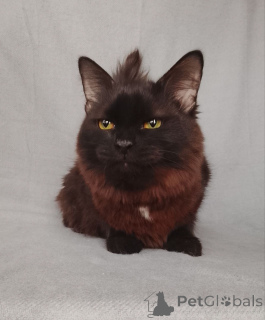 Фото №3. Дотти ищет дом!. Россия