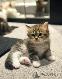 Фото №1. сибирская - купить в Франкфурт за 32468₽. Объявление №153167