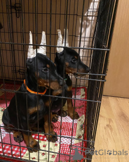 Фото №1. доберман - купить в Мейнц за 83490₽. Объявление №149014