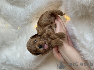 Фото №4. Продажа мальтипу в Сочи частное объявление - цена 60000₽