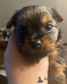 Фото №1. йоркширский терьер - купить в Берлине за 51022₽. Объявление №167657